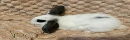 Mixed Breed rabbits for sale: Mini lop/lion lop bunnies - Advert 5