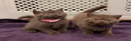 British Shorthair cats for sale: Chunky British shorthair kitten  - Advert 9