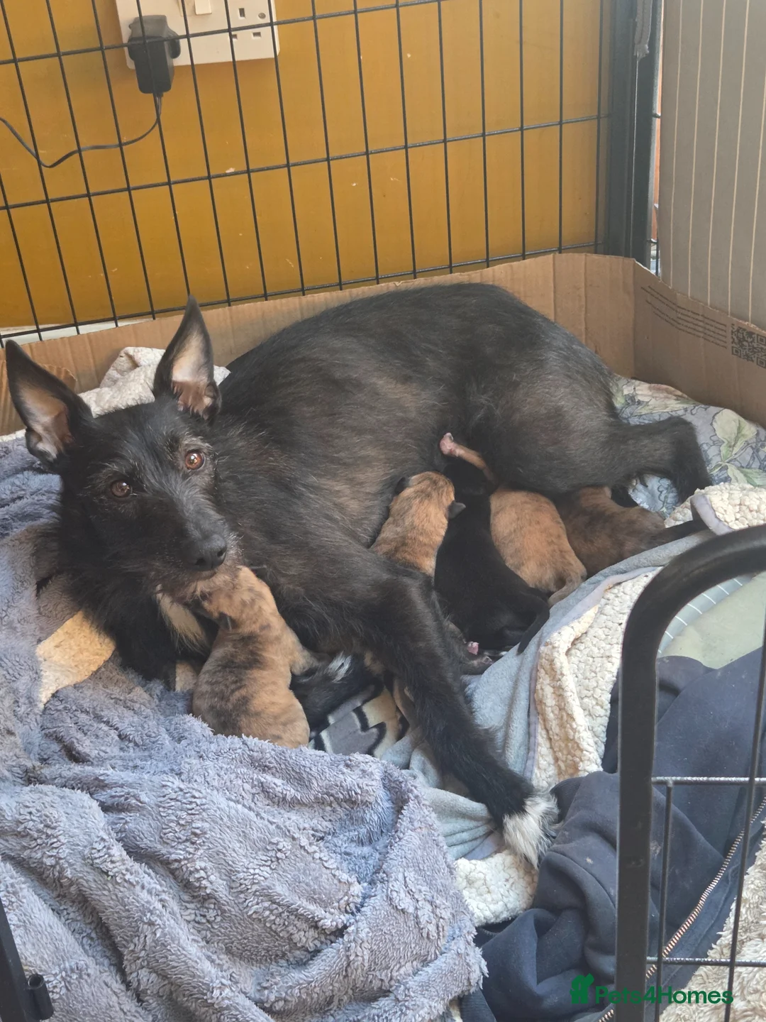 Mixed Breed dogs for sale: Stunning Lurcher Puppies 🐾 - Advert 1