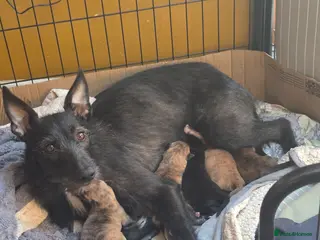 Mixed Breed dogs Stunning Lurcher Puppies 🐾 - Advert 16