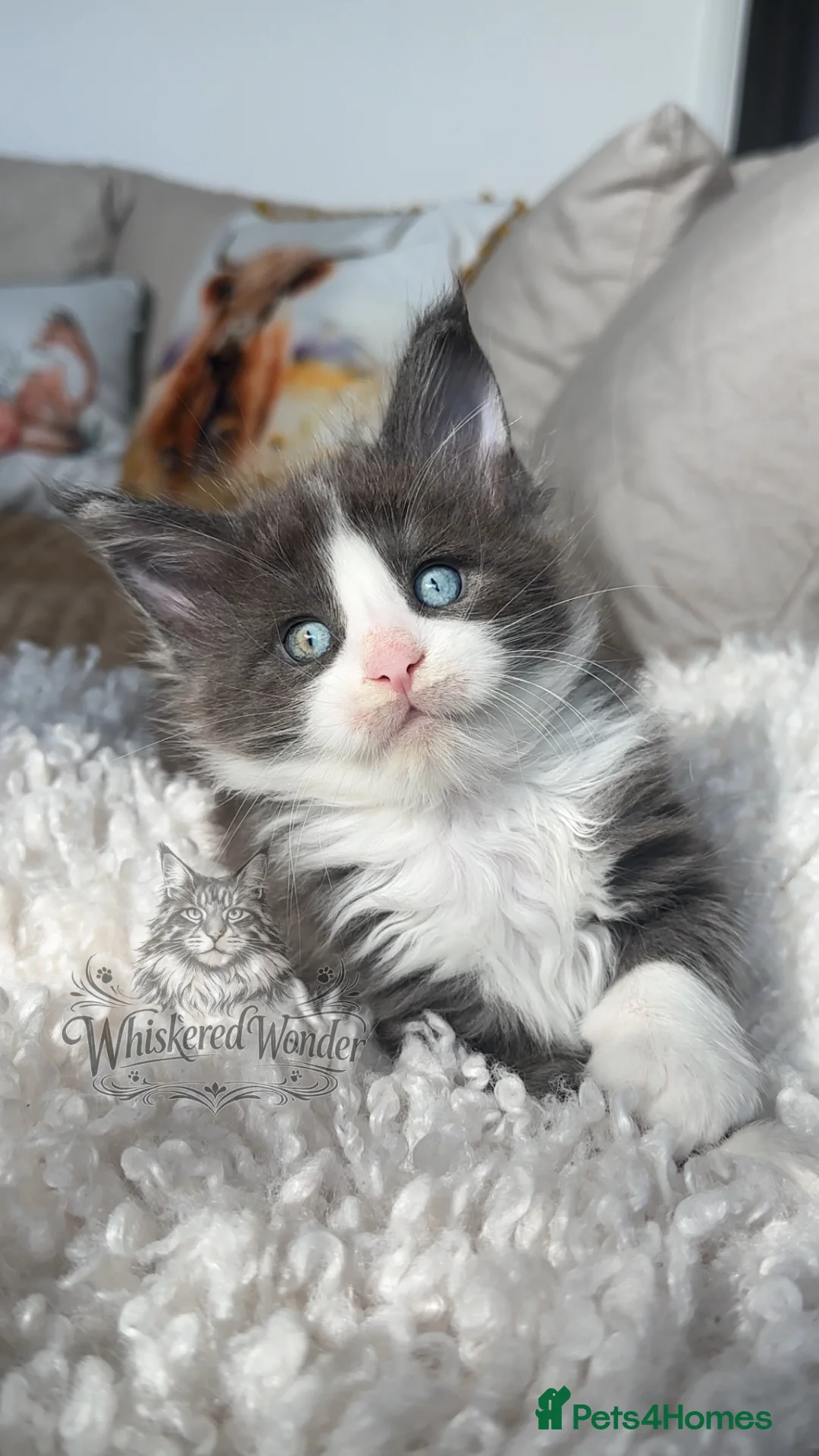 Maine Coon cats for sale: Odd Eyes Maine Coon kittens | Champion Lines - Advert 1