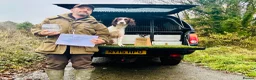 English Springer Spaniel dogs for sale: Quality pup available  - Advert 5