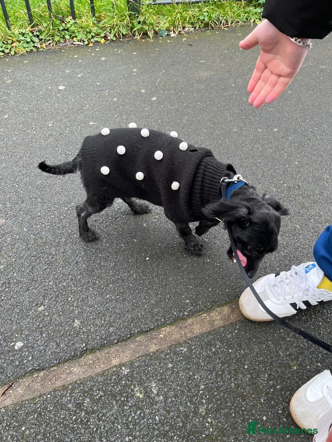 Yorkiepoo dogs for sale: 2 year old male Yorkiepoo for sale  - Advert 19