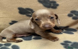Miniature Dachshund dogs for sale: Miniature dachshund - Image 8