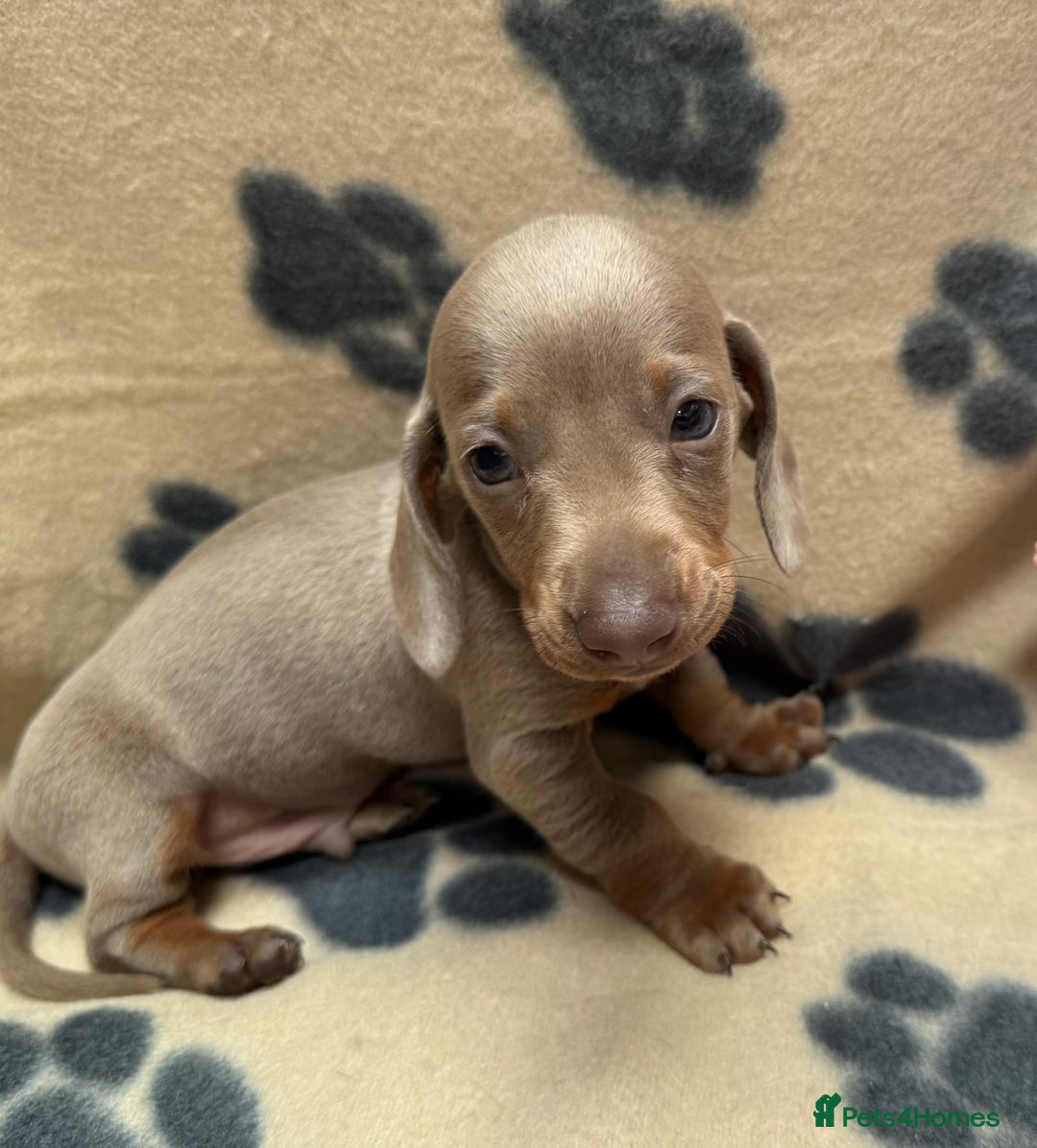 Miniature Dachshund dogs for sale: Miniature dachshund - Image 8