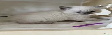 Ragdoll Kitten 4