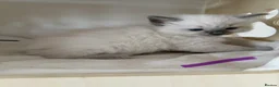 Ragdoll cats for sale: Ragdoll kittens blue points  - Advert 3