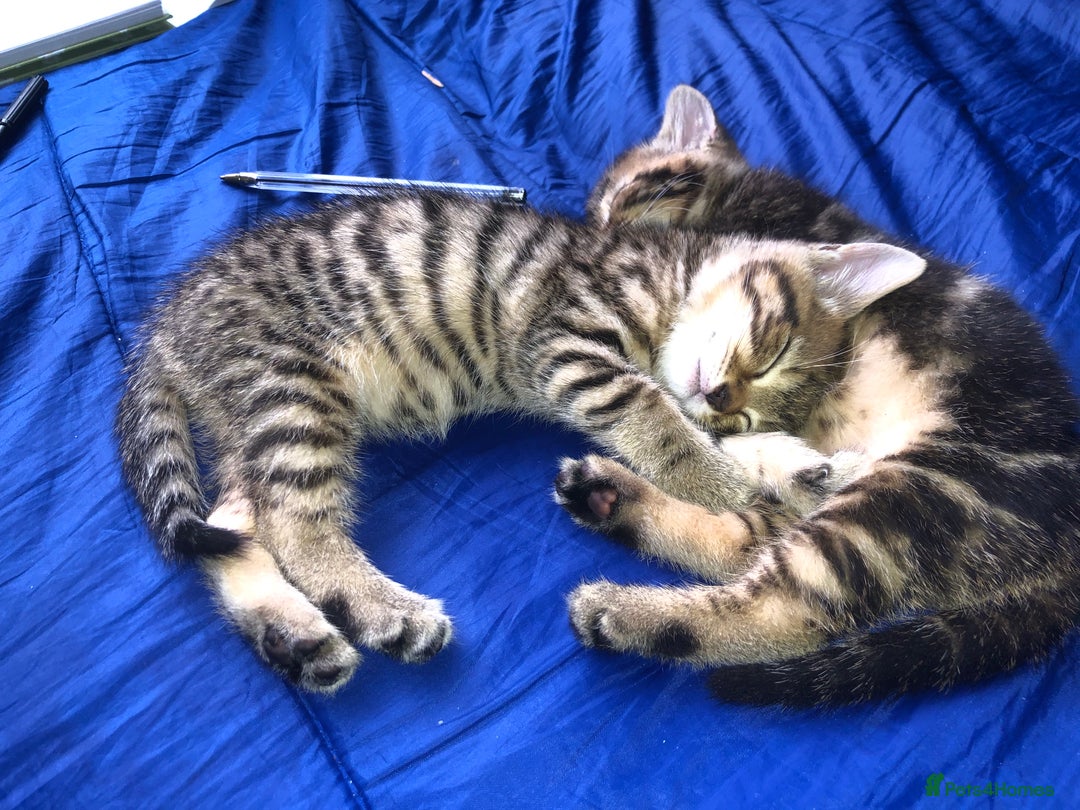 Bombay cats for sale: 🌟 🐾Ready to go🐾🌟 - Image 17