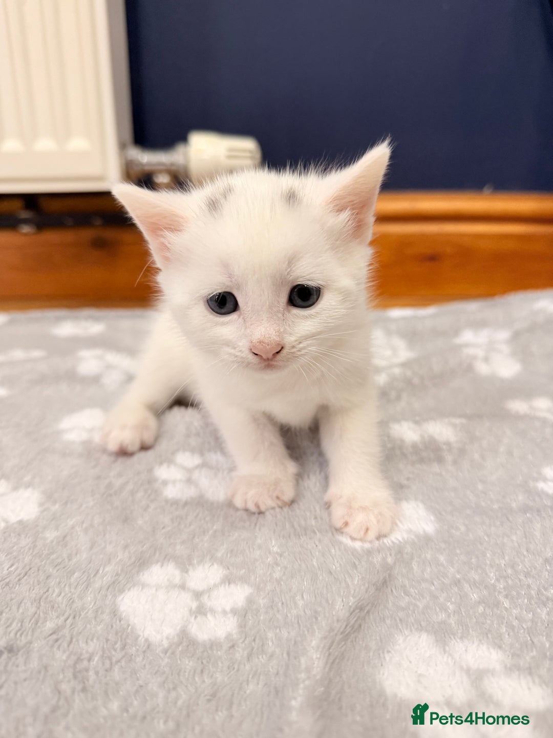 Mixed Breed cats for sale: 4 Kittens for Sale in Cam & Dursley - Advert 11