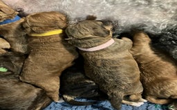 Labradoodle dogs for sale: Miniature labradoodles  - Image 5