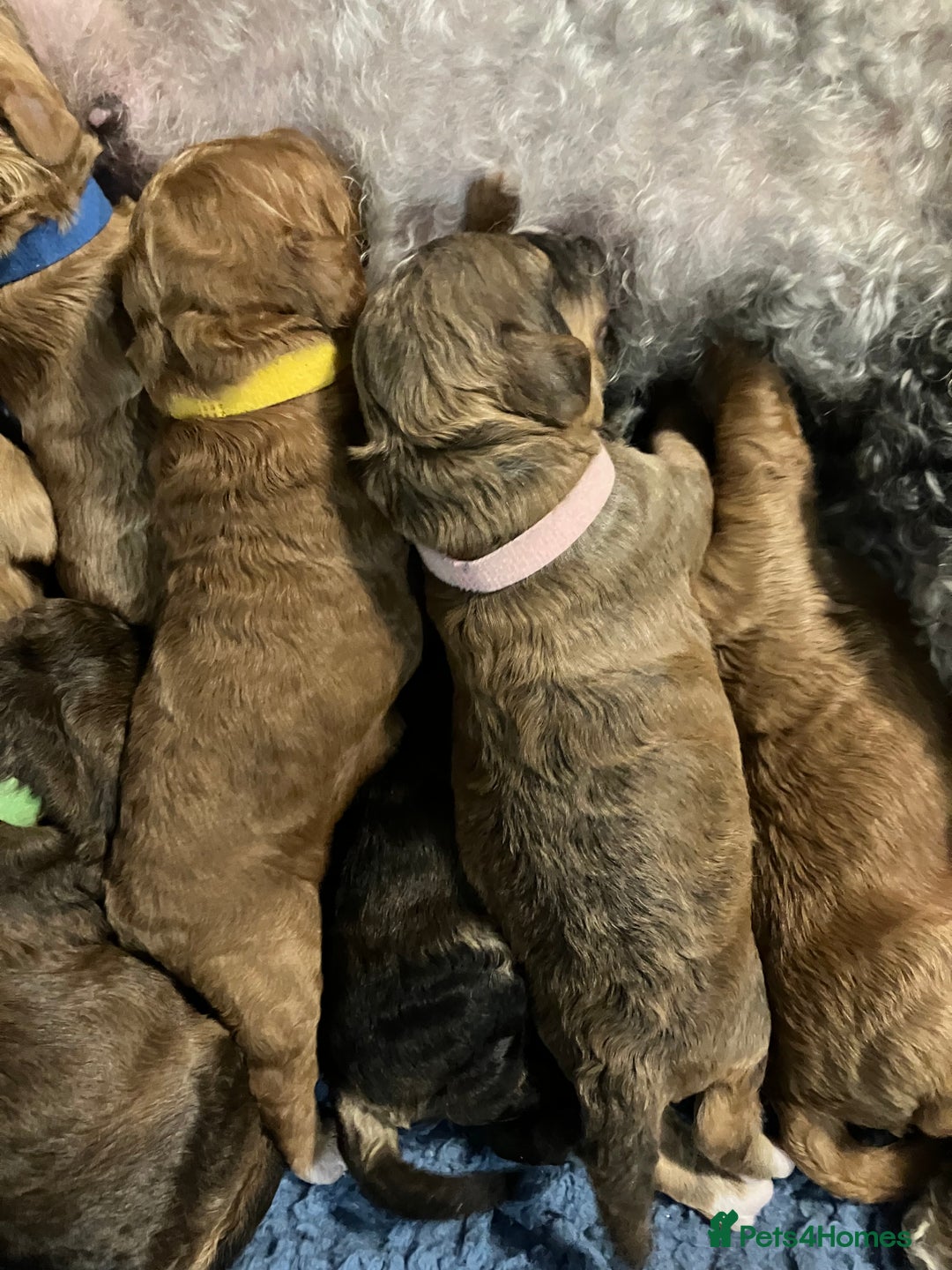 Labradoodle dogs for sale: Miniature labradoodles  - Image 5