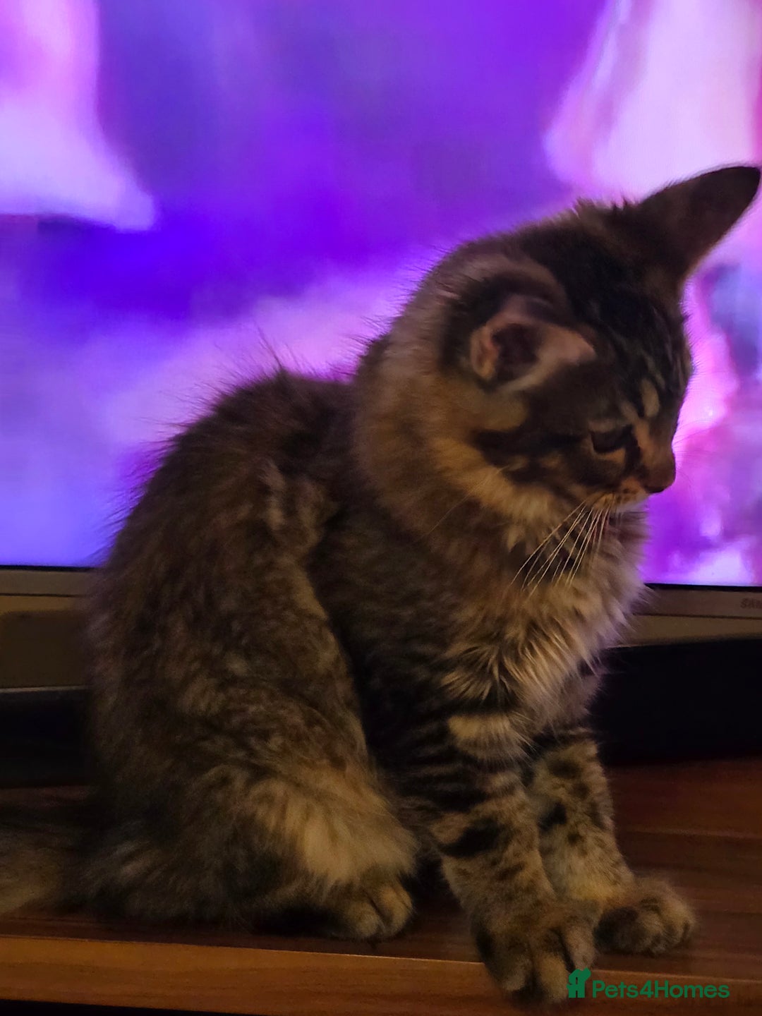 Maine Coon cats for sale: One girl left 💙  - Image 14