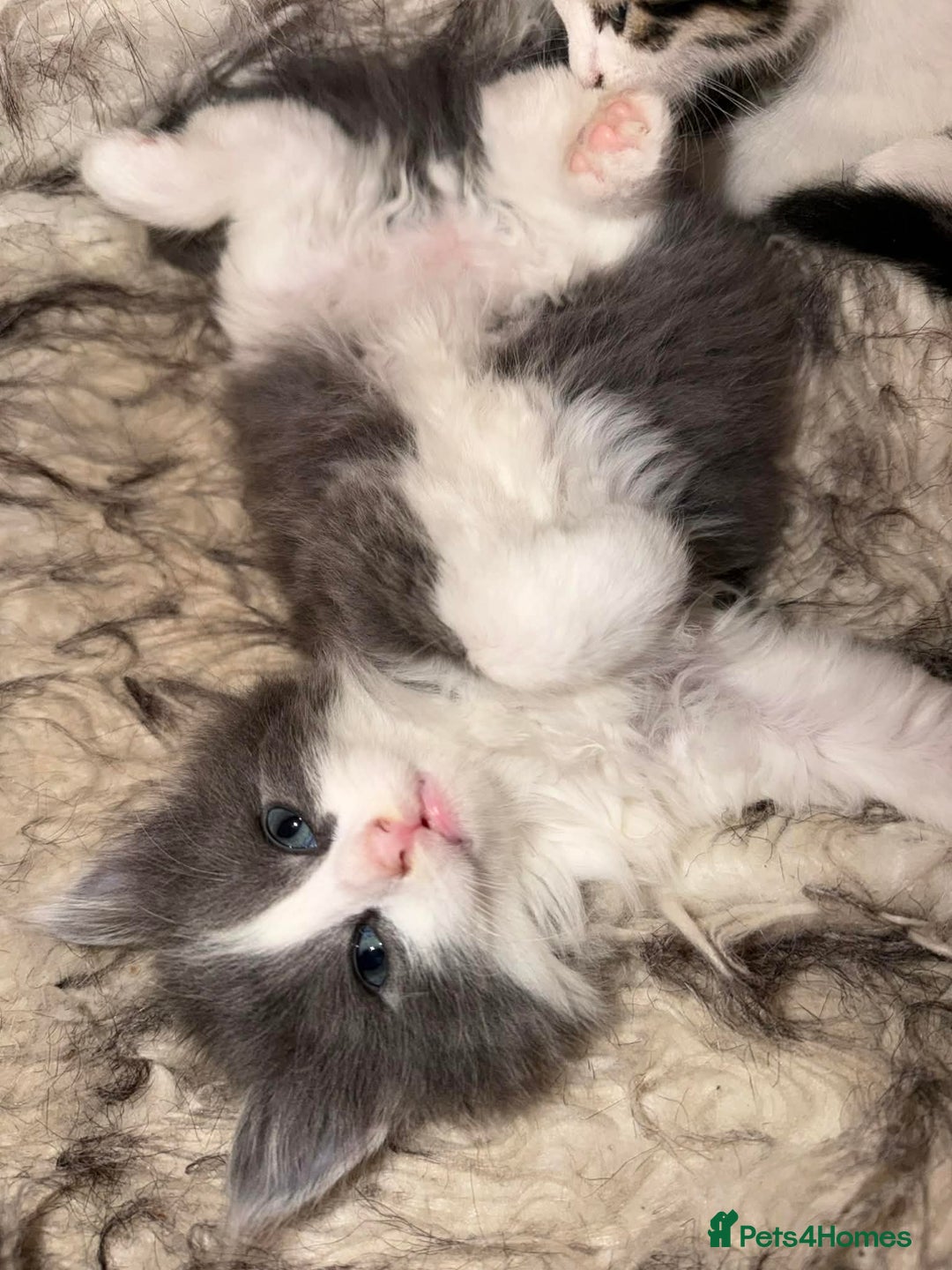 Mixed Breed cats for sale: 4 Kittens for sale - Advert 4