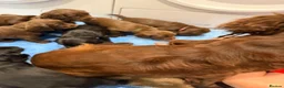 Cocker Spaniel dogs for sale: Cocker spaniel puppies - Advert 6
