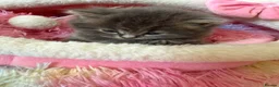 Scottish Fold cats for sale: Female Scottish Fold Kitten for Sale 🐱 - Advert 7