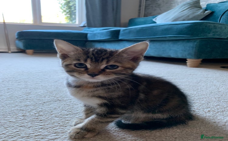 Mixed Breed cats - Advert 15