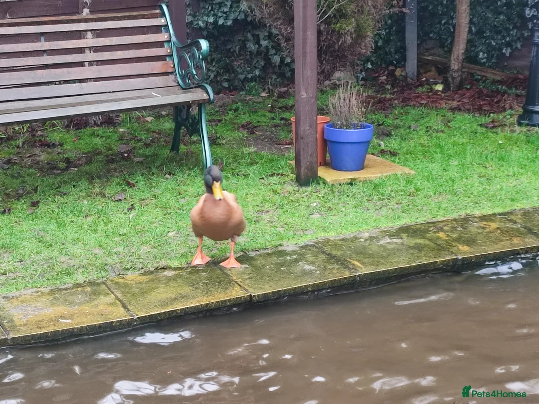 Ducks poultry for sale: 2 male ducks that need a for ever home - Advert 5