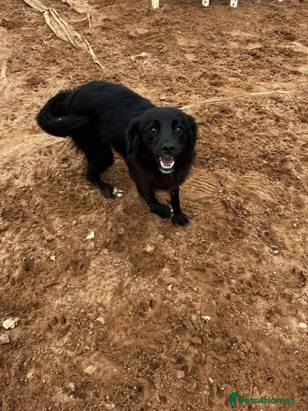 Mixed Breed dogs for adoption: Meet Bailey, currently residing in Cheshire  - Image 7