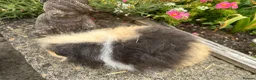 Guinea Pig rodents for sale: Beautiful Swiss sows (female)  - Advert 4