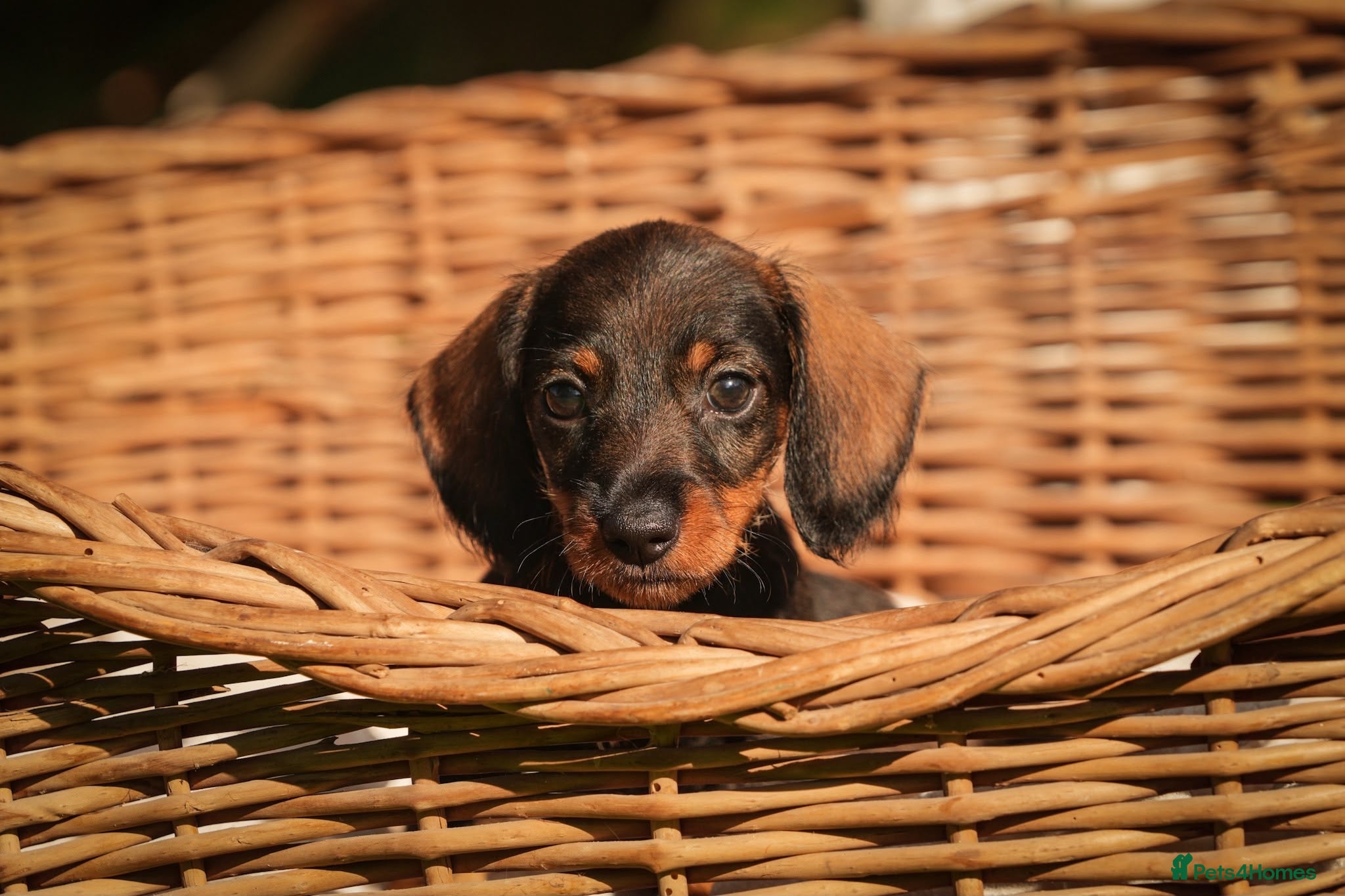 Dachshund dogs Rare Standard Wire Haired Dapple Dachshunds  - Advert 2
