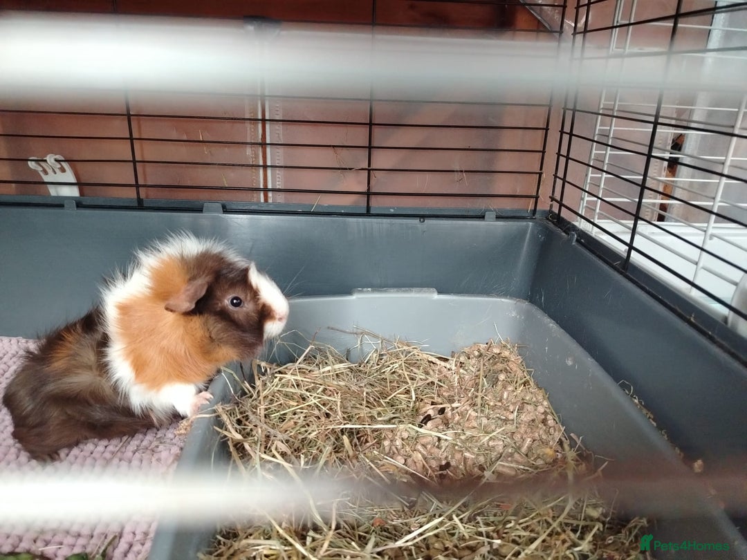 Guinea Pig rodents for sale: Herd of Guinea Pigs - Image 18