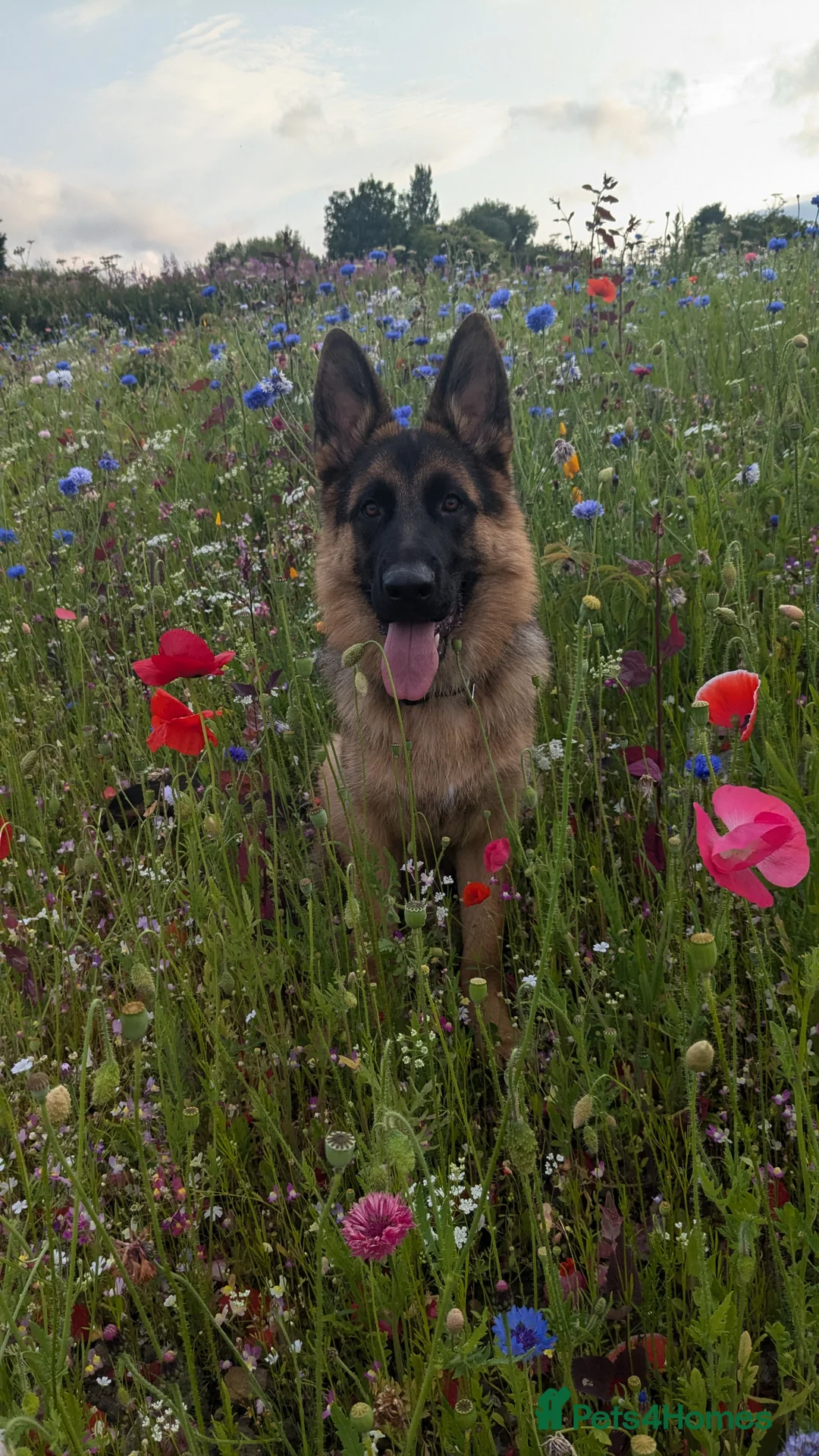 German Shepherd dogs for stud: KC registered German Shepard for stud  - Advert 6