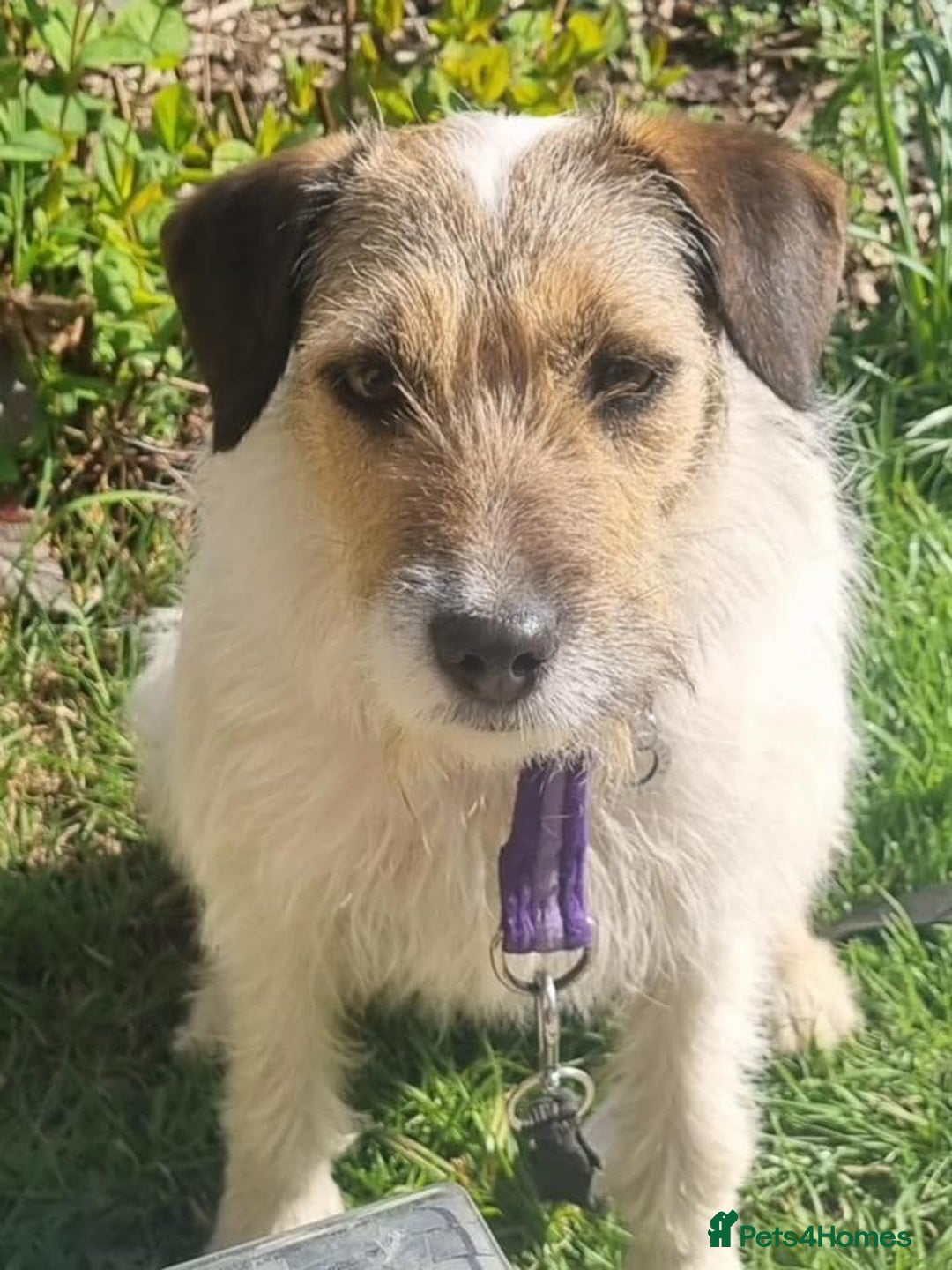 Mixed Breed dogs for adoption: Zori - Badersfield Norfolk  - Image 11