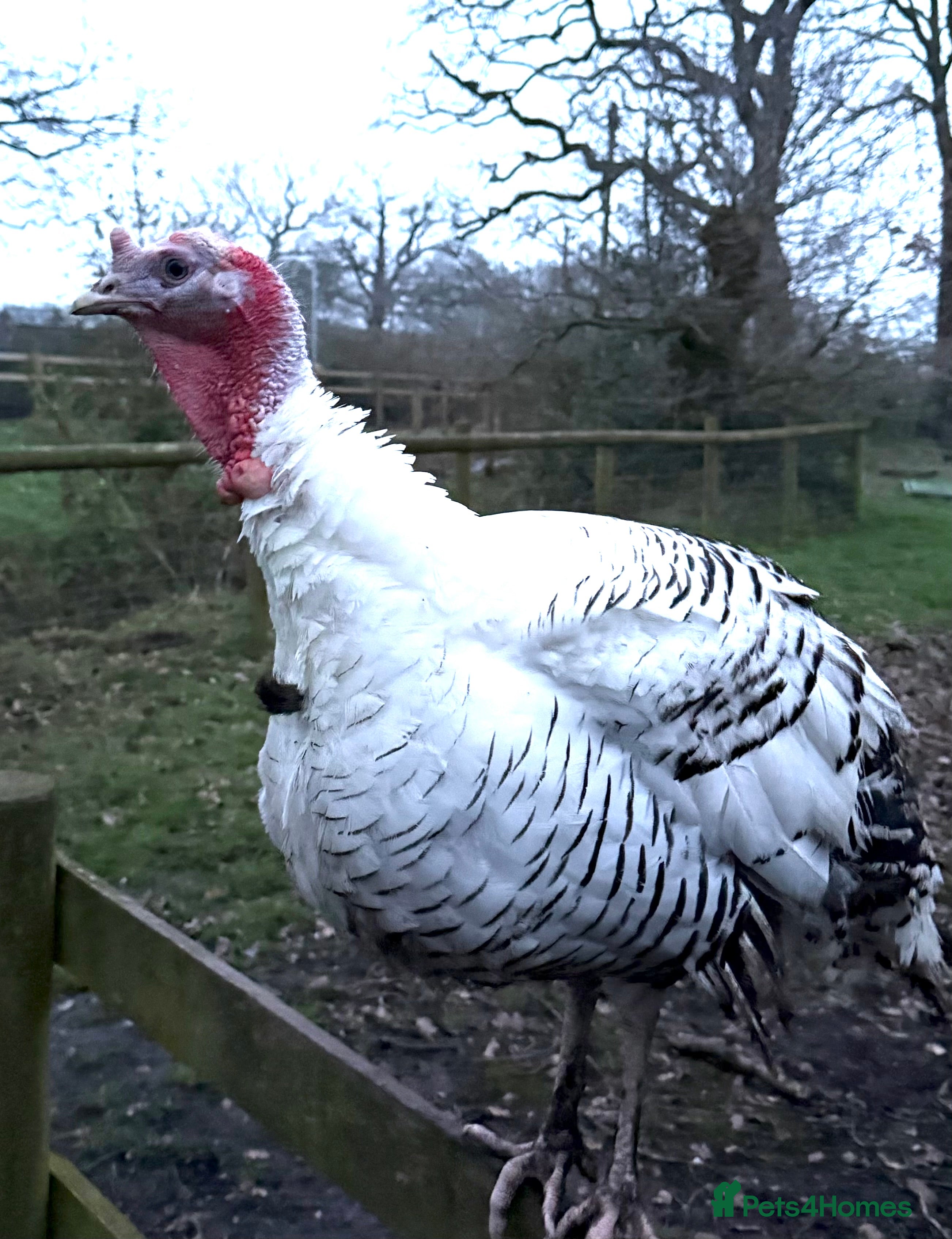 Turkeys poultry A lovely male crollwitzer turkey for sale - Advert 2