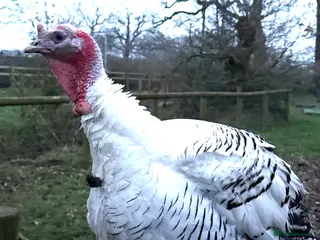 Turkeys poultry A lovely male crollwitzer turkey for sale - Advert 2