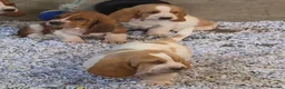 Basset Hound dogs for sale: KC BASSET HOUND PUPPIES FROM HEALTH SCORED PARENTS - Advert 5