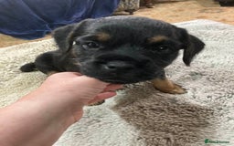 Border Terrier dogs for sale: Border Terrier KC registered 3x dogs for sale - Image 3