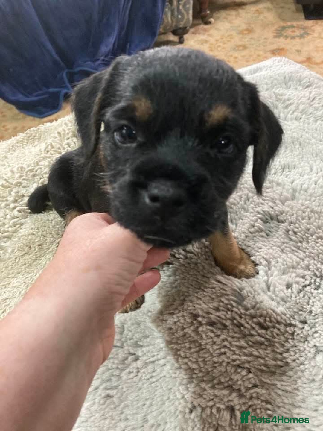 Border Terrier dogs for sale: Border Terrier KC registered 3x dogs for sale - Image 3
