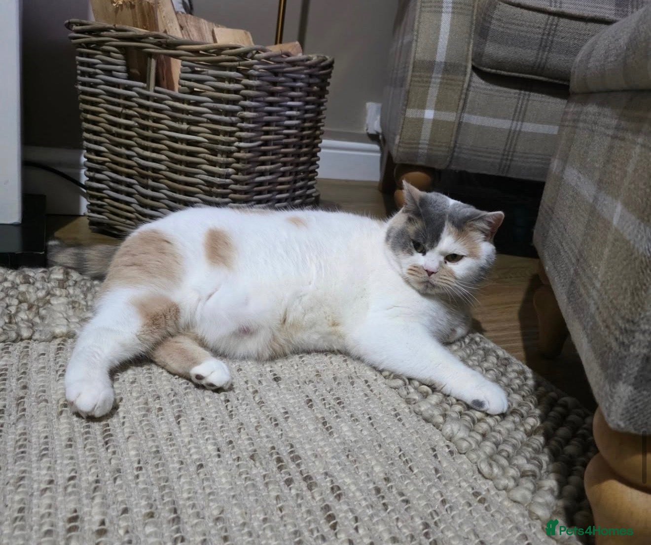 British Shorthair cats GCCF Active British shorthair  - Advert 2