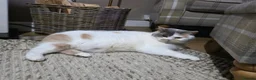 British Shorthair cats for sale: GCCF Active British shorthair  - Advert 2
