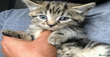 Mixed Breed cats Super gorgeous Ragdoll x Bengal kittens ready now - Advert 6