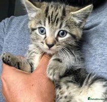 Mixed Breed cats Super gorgeous Ragdoll x Bengal kittens ready now - Advert 13