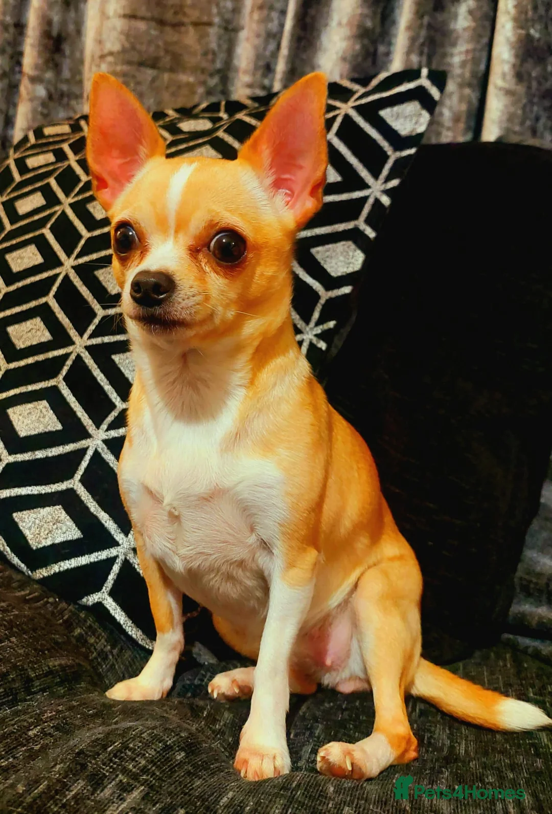 Chihuahua dogs for sale: 3 beautiful smooth coat chihuahuas KC registered. in Enfield - Advert 13