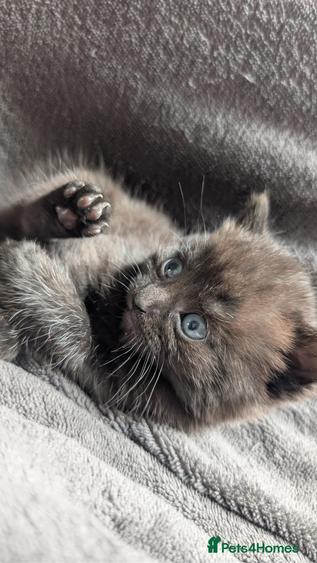 Mixed Breed cats for sale: Beautiful babies - Advert 12