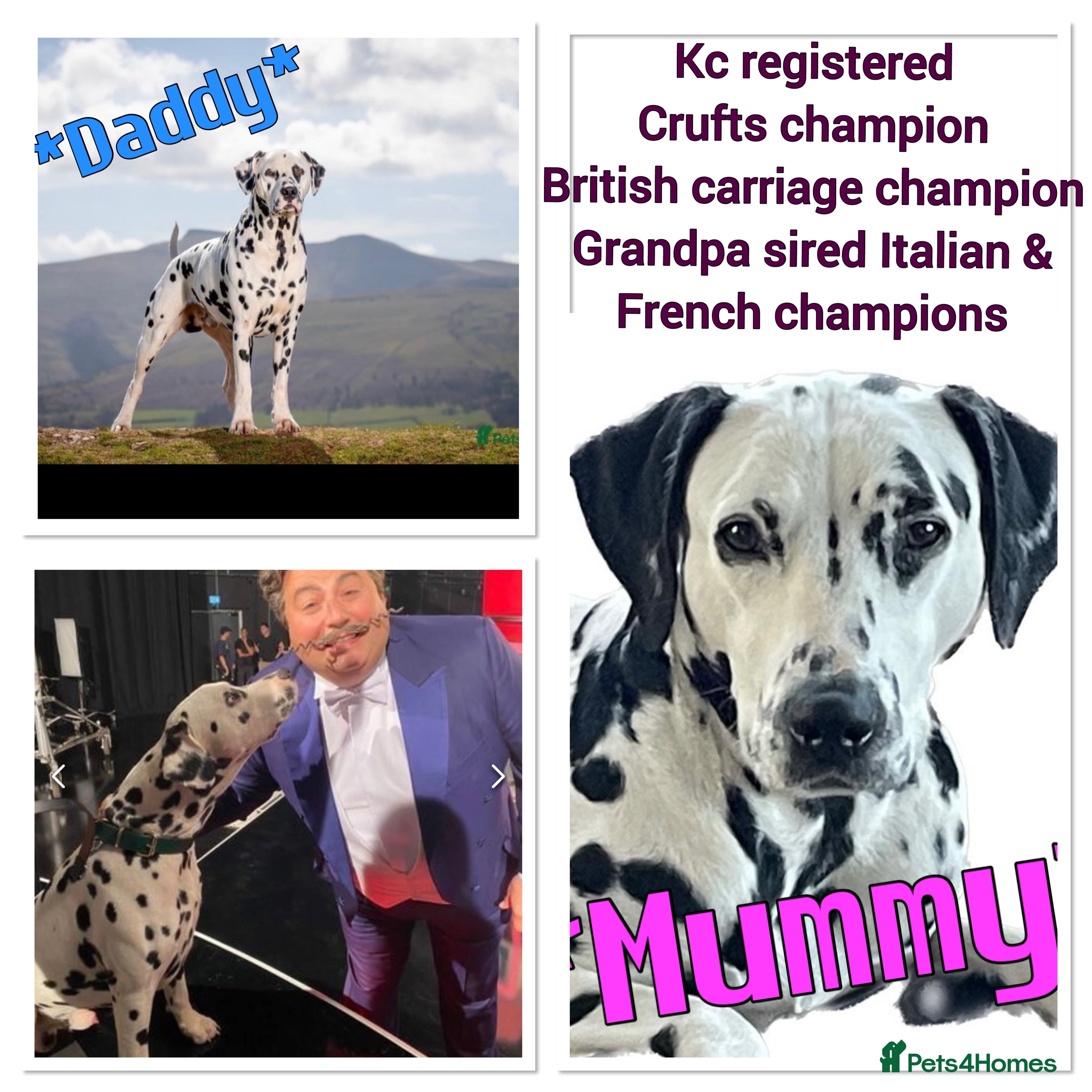Dalmatian dogs Stunning Dalmatian puppies KC reg show winners - Advert 1