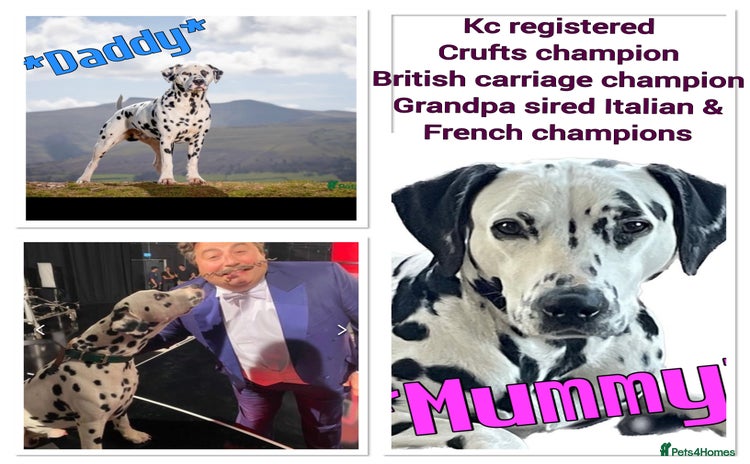 Dalmatian dogs - Advert 1