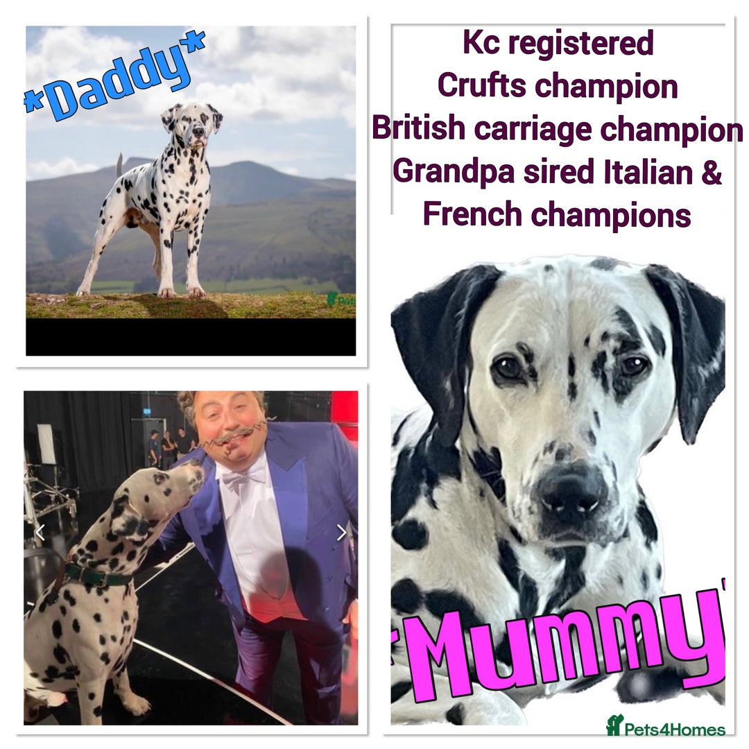 Dalmatian dogs for sale: Stunning Dalmatian puppies KC reg show winners - Image 1