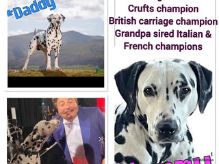 Dalmatian dogs - Advert 17