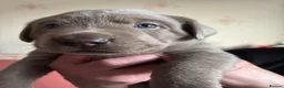 Labrador Retriever dogs for sale: Gorgeous Silver Labrador Puppies For Sale! - Advert 10
