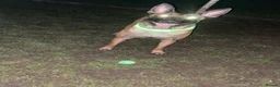 Belgian Shepherd Dog dogs for sale: Belgian Malinois pups  - Advert 6