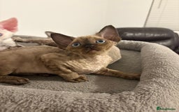 Devon Rex cats for sale: ❤️2 male Devon rex available 😻 - Image 21