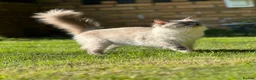 Ragdoll cats for sale: 2 ragdoll kittens.  One male and one female.  - Advert 8
