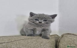 British Shorthair cats for sale: Pure BSH kittens GCCF Last Boy Left £700 - Image 13