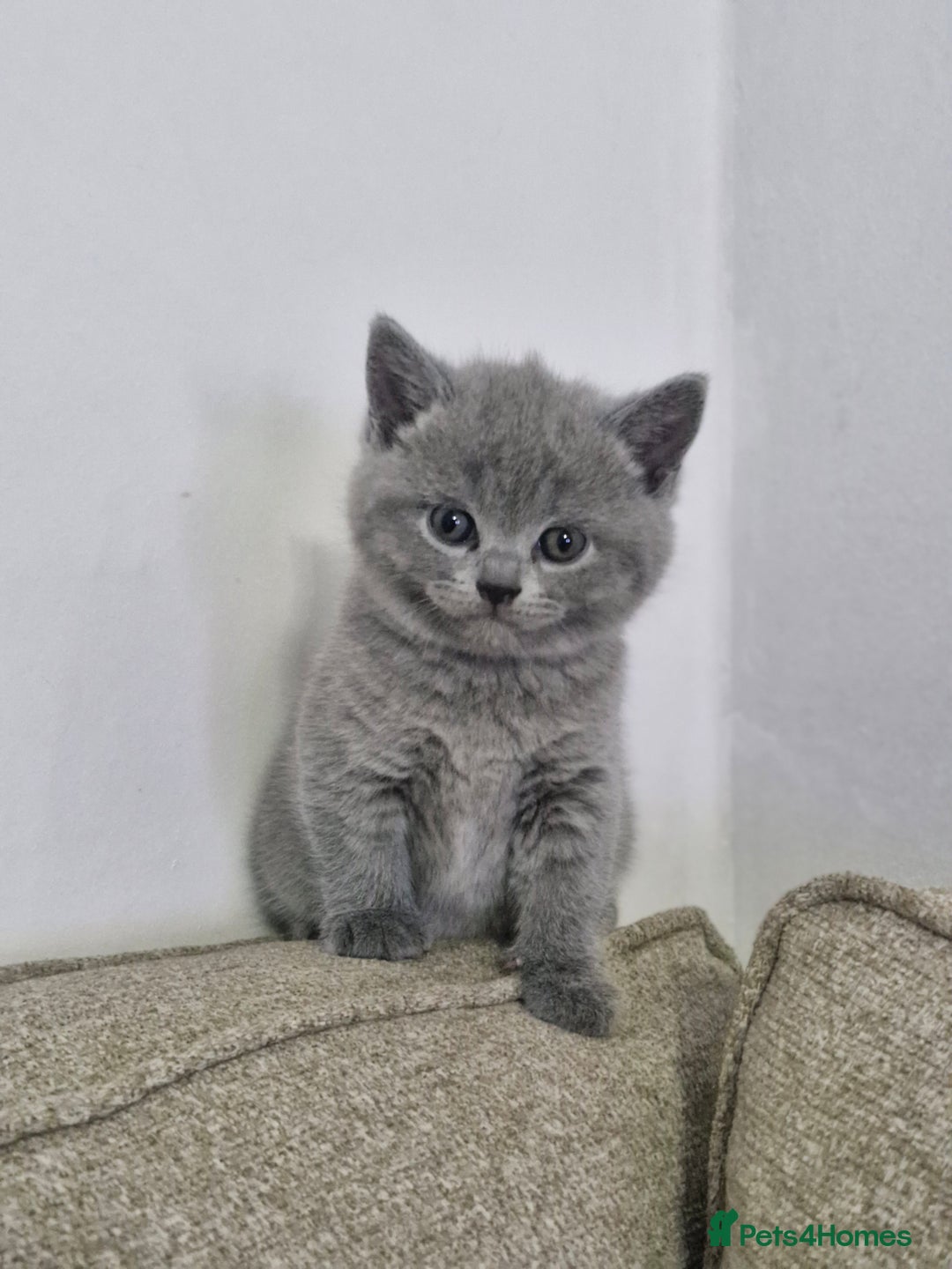 British Shorthair cats for sale: Pure BSH kittens GCCF Last Boy Left £700 - Image 13