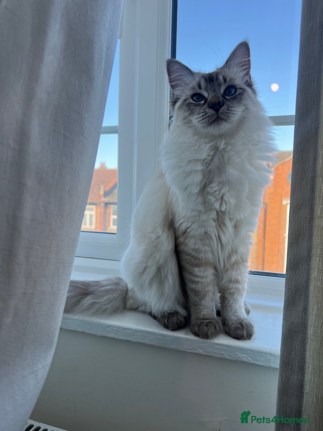 Ragdoll cats for sale: Stunning & Rare Chocolate Point Ragdoll  - Advert 10