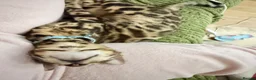 Bengal cats for sale: Friendly & Sociable Bengal Male Kitten - Advert 9